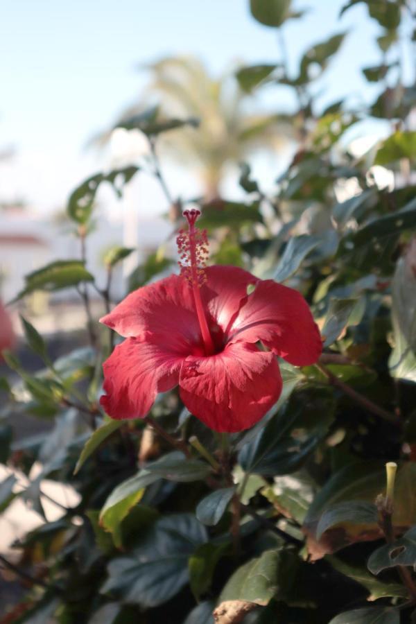 Sun Beach Holiday Caleta De Fuste Buitenkant foto